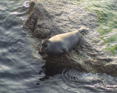 В Петербург доставили еще одну новорожденную нерпу с берега Ладожского озера