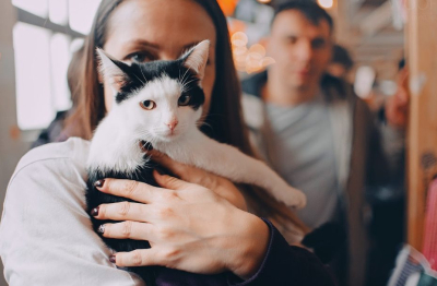 Жителя Сочи оштрафовали за публикацию мема с &laquo;Котольфом Китлером&raquo;