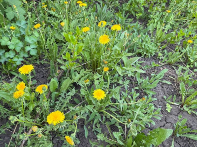 Календарь огородника: легко ли избавиться от одуванчиков