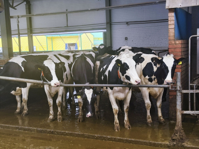 Со свердловских фермеров сняли запрет на вывоз молока