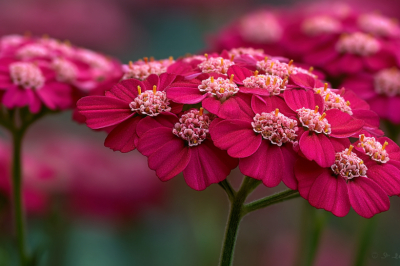 Посейте в апреле &mdash; и даже на бедной почве вырастет пышный куст с вишневыми шапками. Для тех, кто любит яркие краски