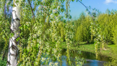 Аллергикам внимание - в Казани сильно вырос уровень пыльцы из-за цветения березы 10/05/2026 &ndash; Новости