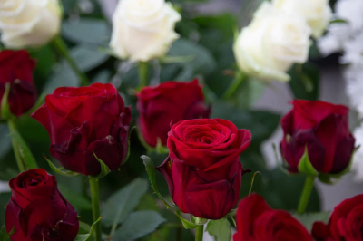 Врач Чистик назвала тюльпаны и розы безопасными цветами для аллергиков