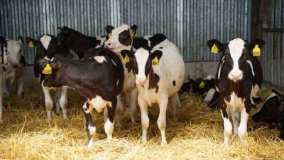 Минсельхозпрод РТ объявил приём заявок на субсидии для ЛПХ