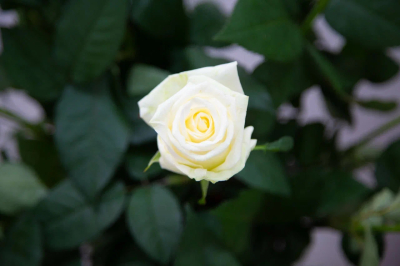 Диетолог Дианова назвала топ-6 продуктов для женского здоровья к 8 Марта