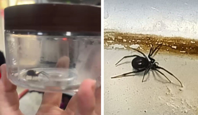 Оказалось, каракурт!