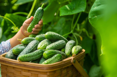 Кладу это в лунку &mdash; и огурцы прут как бешеные. Собираю хрустящие крепкие зеленцы тачками